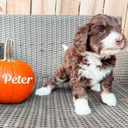 Peter (Green boy) - Tri-color male Bernedoodle puppy in Boiling Springs, South Carolina from OlliePups, LLC