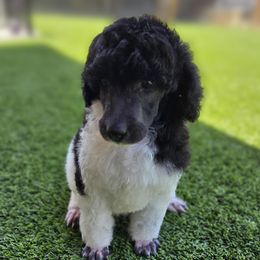 Yoda - Parti male Poodle puppy in Patterson, California from Paterson Poodles