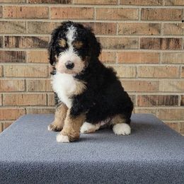 Jolly - Bernedoodle puppy from Southern Home Pups