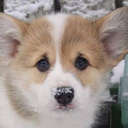 Pembroke Welsh Corgi Puppies from Signature Corgi's