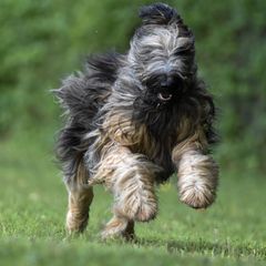 Briards from Briards Le Chien Poilu