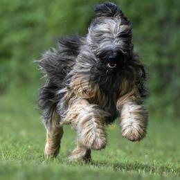 Briards from Briards Le Chien Poilu