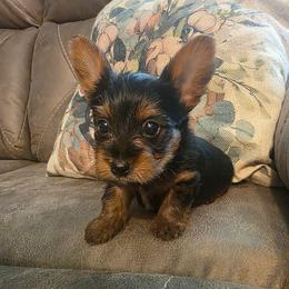 TY (Red) - Black and tan male Yorkshire Terrier puppy in Fayetteville, Tennessee from Mina's Yorkies