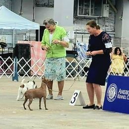 American Hairless Terrier and Pembroke Welsh Corgi All Grown Up from Flipside