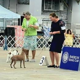 American Hairless Terrier and Pembroke Welsh Corgi All Grown Up from Flipside