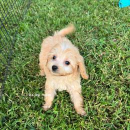 Regina (Red Collar Female) - Apricot female Cavapoo puppy in Republic, Missouri from Red Skye Puppies