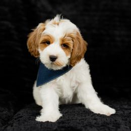 Boy 3 - Parti Goldendoodle puppy in Riverton, Utah from Utah Doodlebug