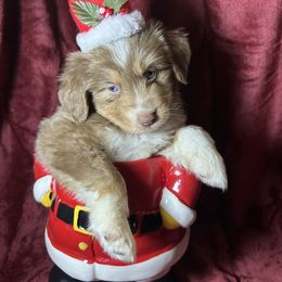 Boy 1 - Red male Toy Australian Shepherd puppy in Hokes Bluff, Alabama from Alegria Toy Aussies
