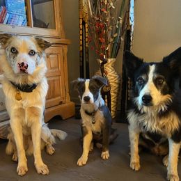 Border Collies from Cimarron Farm