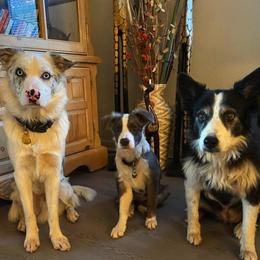 Border Collies from Cimarron Farm