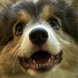 Pembroke Welsh Corgis from Blue Crush Corgis