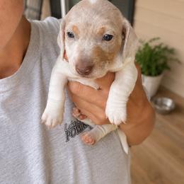 Tucker   AKC Isabella dapple piebald 3220 - Dapple male Dachshund puppy in Indian Trail, North Carolina from Hilda’s Teenie Weenies