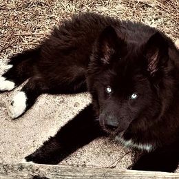 Siberian Husky Puppies from Blue Moon Siberian Husky Haven