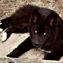 Siberian Husky Puppies from Blue Moon Siberian Husky Haven