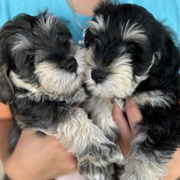 Miniature Schnauzer Puppies from Adrienne Exum