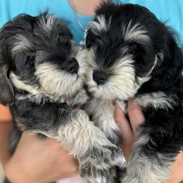 Miniature Schnauzer Puppies from Adrienne Exum
