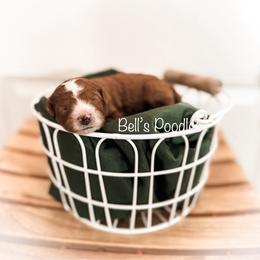 Poodle Puppies from Bell’s Poodles
