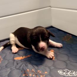 Yellow collar - Brown and white female Bernedoodle puppy in Marlow, Oklahoma from Crider’s Critters