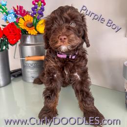 Purple boy - Chocolate male Goldendoodle puppy in Taneytown, Maryland from Curlydoodles