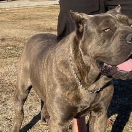 ELIOS - Cane Corso