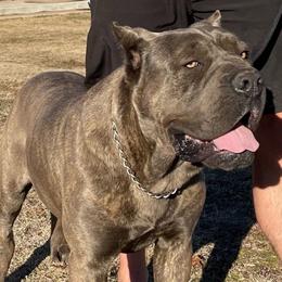 ELIOS - Cane Corso