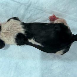 Girl 1 - Black tan and white female Biewer Terrier puppy in West Haven, Connecticut from Lozado’s Biewers