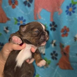 Honey - Tricolor female Shih Tzu puppy in Wakeman, Ohio from Gemstone Puppies