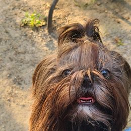 Shih Tzu All Grown Up from Wild Wind Shih Tzu