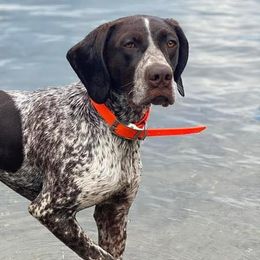 German Shorthaired Pointers from Plaggerman Pups