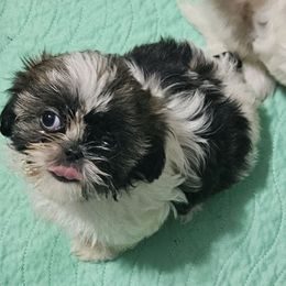 Bella - Sable and white female Shih Tzu puppy in Carthage, Missouri from Cooley's Cuddle Pups