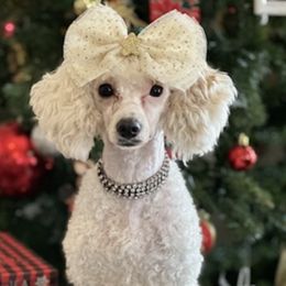 Aussiedoodles and Yorkipoos from Praised Pooches