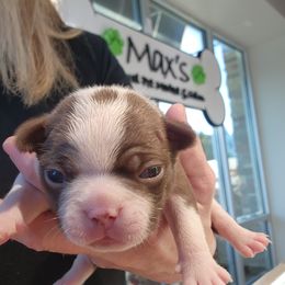 Boston Terrier and French Bulldog Puppies from Legends Frenchton's, French Bulldogs ,Boston Terriers & French Bullhuahua's