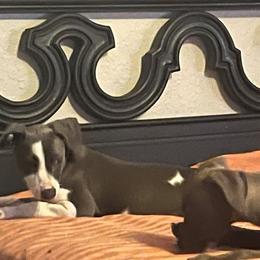 Italian Greyhound Puppies from Fisher Link