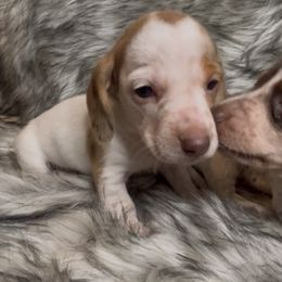 Chocolate dapple pie - Piebald male Dachshund puppy in Spicer, Minnesota from Arrow Valley