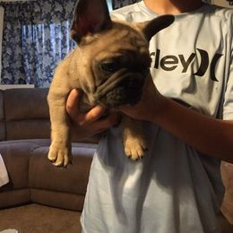 French Bulldog Puppies from 4 Leaf Frenchies