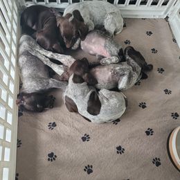 German Shorthaired Pointer Puppies from Stoney Fork German Shorthaired Pointers