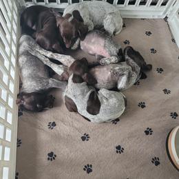 German Shorthaired Pointer Puppies from Stoney Fork German Shorthaired Pointers