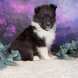 Tiny Half pint - Black white and tan male Shetland Sheepdog puppy in Elk, Washington from Asgard Shetland Sheepdogs