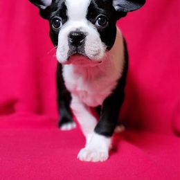 Rita (Soleil) - Black and white Boston Terrier puppy in New Hampshire from Punk Kennels