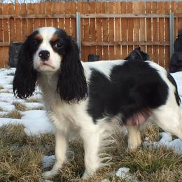 Maya - Cavalier King Charles Spaniel