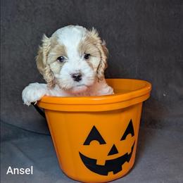 Ansel - Red and white female Cockapoo puppy in Sunset, Louisiana from Cano Cockapoos