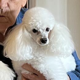 Napoleon - Poodle