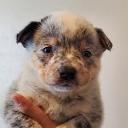 Ear patch plain face - Blue mottled female Australian Cattle Dog puppy in Lenoir, North Carolina from Blue Coyote Ranch