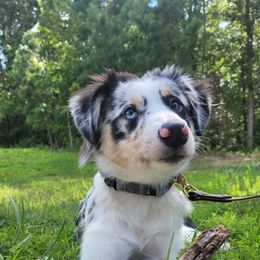 Australian Shepherd Puppies from Augusta Aussies