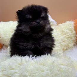 Joey - Black and tan male Pomeranian puppy in Edmond, Oklahoma from My Sun & Moon Poms