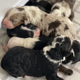 Bernedoodle puppies from Farmland Doodles