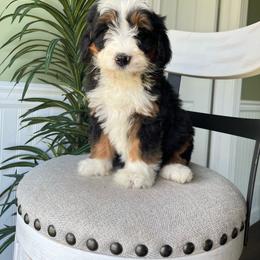 Luna - Tri-color female Bernedoodle puppy in Holtwood, Pennsylvania from Country Ridge Puppies