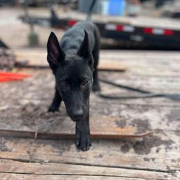 Cleopatra - xDutch Shepherd puppy from Crystal Coast Canine Training