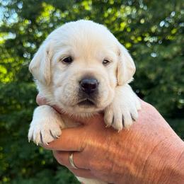 Colin - Yellow male Labrador Retriever puppy in Isle, Minnesota from Dog Ear Outfitters