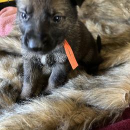 Orange Collar - Sable male German Shepherd puppy in Punta Gorda, Florida from Blitzenhaus Working Dogs-Home of the Working Czech Shepherd and Rottweiler